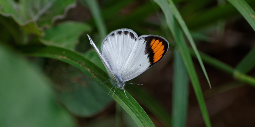 Exploring the Aravalli Biodiversity Park is one of the top things to do near Damdama Lake.