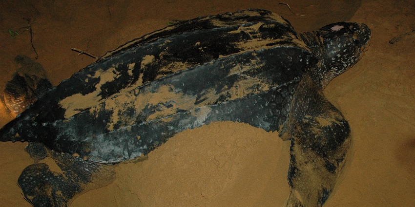A leatherback sea turtle covered in sand rests on the beach, likely after nesting.