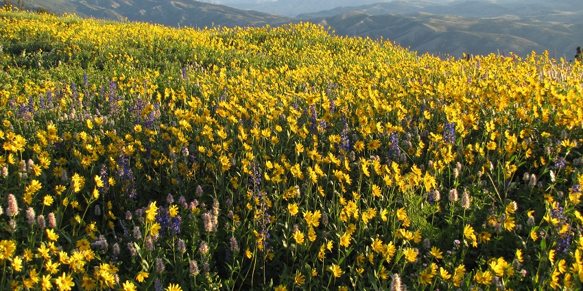 Wildflowers with long green leaves enhance the National Park’s beauty