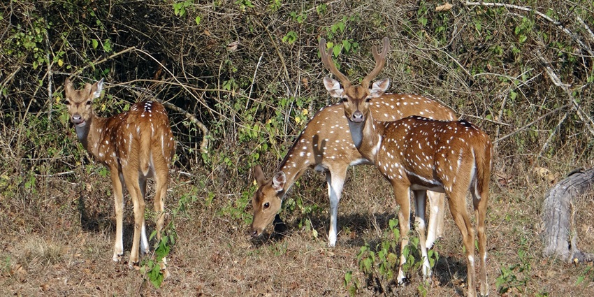 Spotted deers and many other wildlife species are found in the Deer Park, Almora.