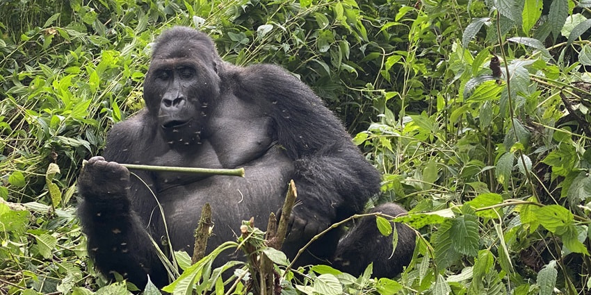 A playful gorilla at Senkwenkwe Gorilla Orphanage, a haven for rescued primates.