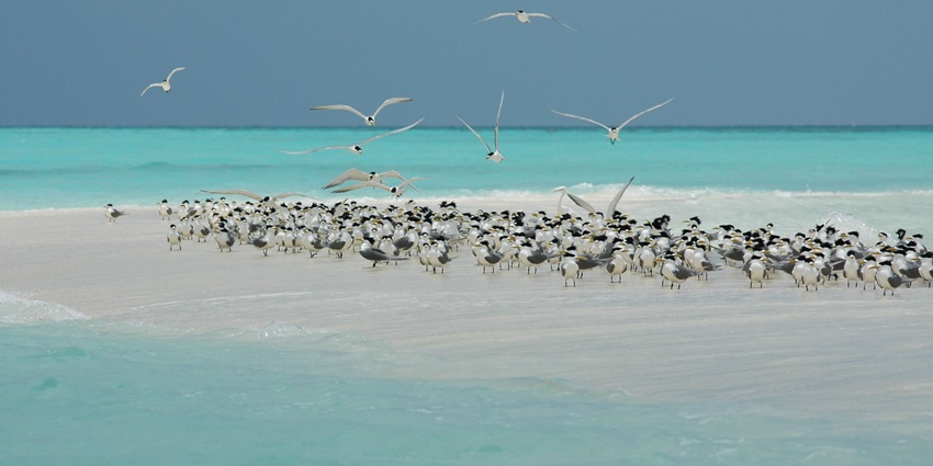 Tubbataha Reefs, is a UNESCO-listed marine sanctuary with pristine coral reefs and wildlife.