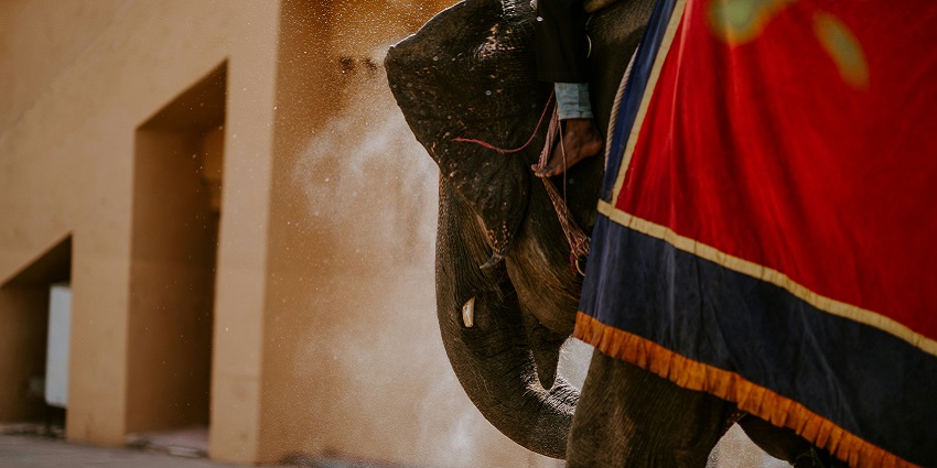 A beautifully decorated vibrant elephant at the Elephant festival.