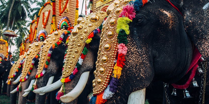 Beautiful image of decorated elephants in the cultural dance festival
