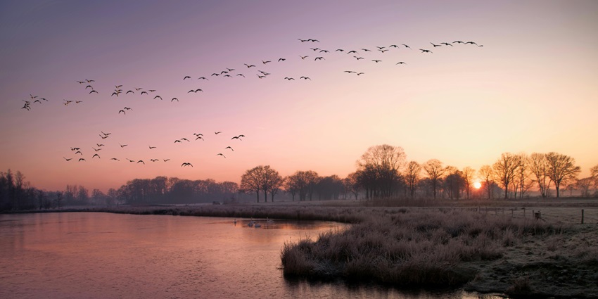 An image of an enthralling view of the golden-coloured sunrise highlighting the backdrop of Chilika Lake