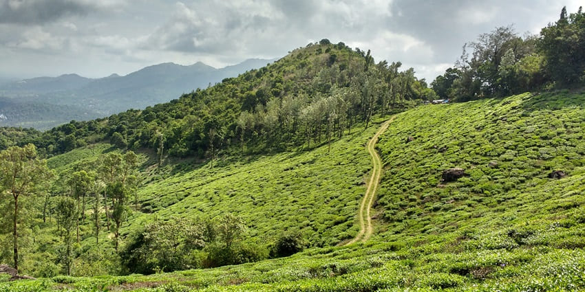 Wayanad’s lush forests and wildlife sanctuaries make it an ideal getaway.