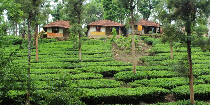 Beauty of Wayanad is a stunning addition to the places to visit in May in South India.