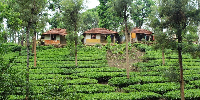 Wayanad is a hill district in Kerala that offers lush forests, waterfalls, and spice plantations.