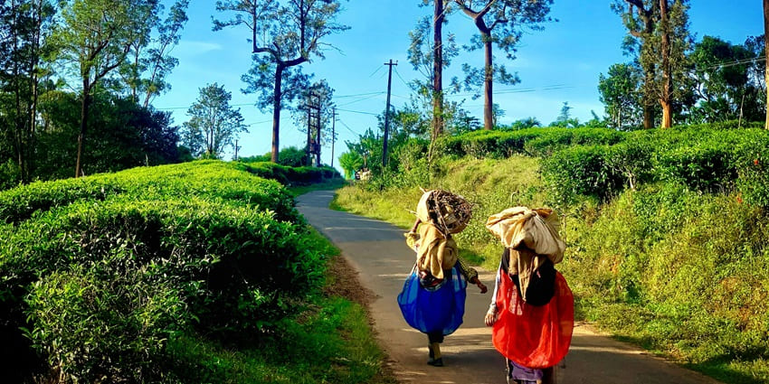 Leafy trees provide shade in South India's June destinations