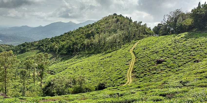 An image showing Wayanad, India, with its hills, plantations, and dense greenery in the background