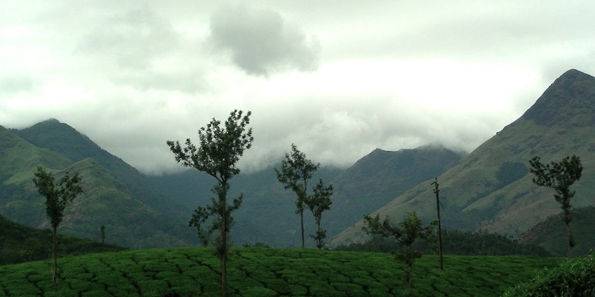 An image showing a tea garden at Wayanad, Kerala, with rolling hills and so dense greenery.