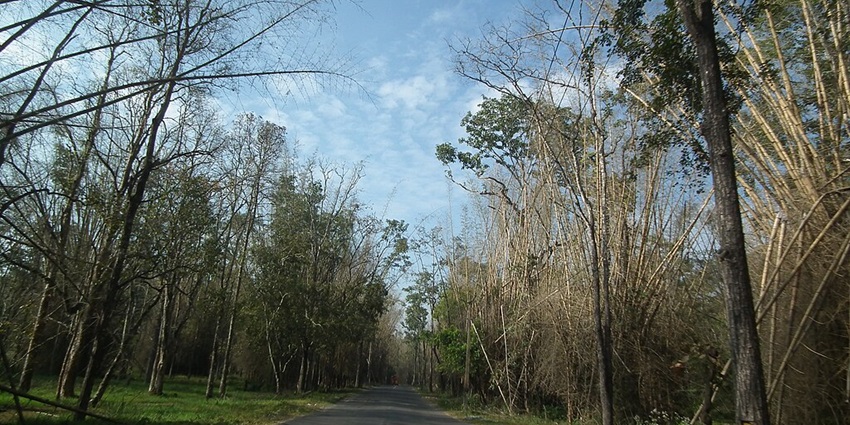 The scenic views of Wayanad Wildlife Sanctuary with greenery and trees.