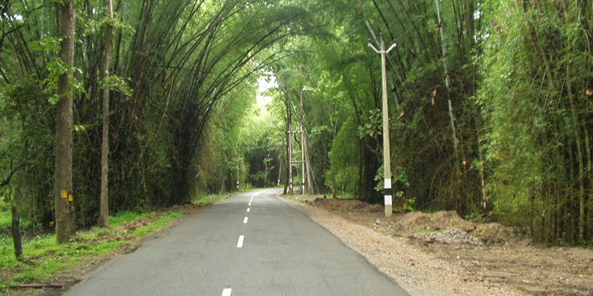 The road that leads to Wayanad city consists of the Wayanad Bamboo tree in Kerala, India.