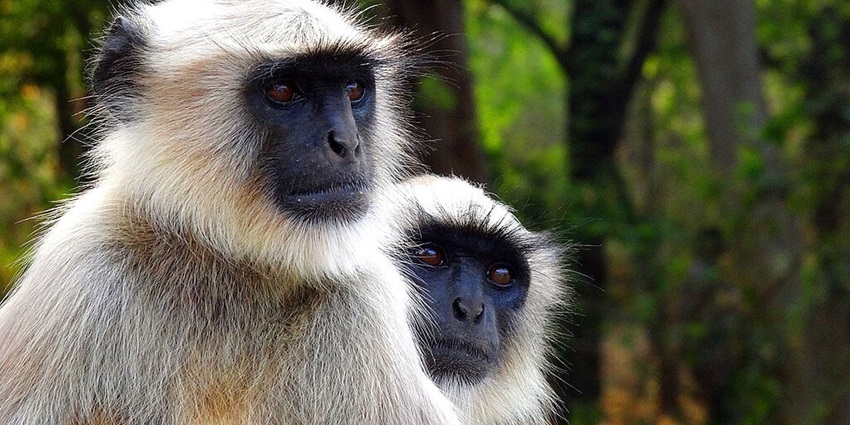 A couple of black-faced Monkey Langur in a forest near Lonar Lake in Maharashtra.