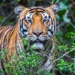 An image of a royal Bengal tiger in Kanha National Park, one of the best national parks.