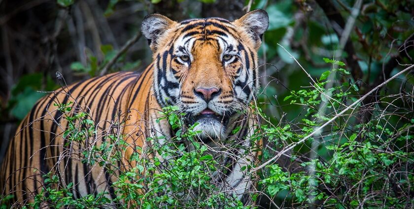 An image of a royal Bengal tiger in Kanha National Park, one of the best national parks.