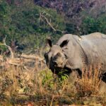 An image of rhino tourism at Pobitora, one of the Wildlife sanctuaries in North East India