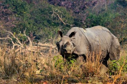 An image of rhino tourism at Pobitora, one of the Wildlife sanctuaries in North East India