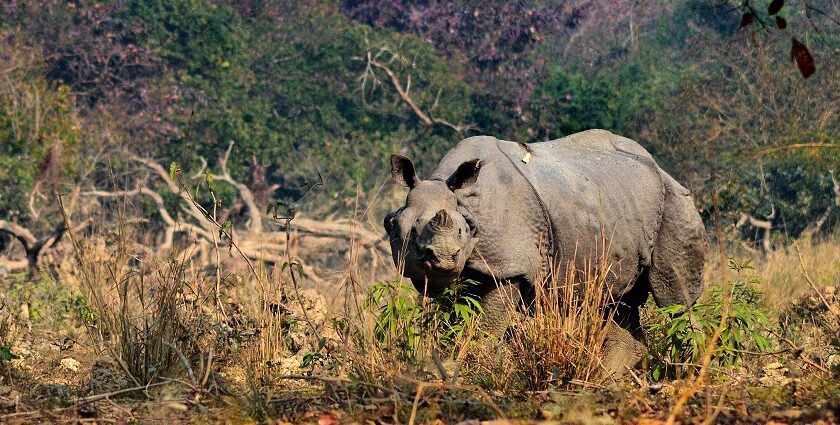 An image of rhino tourism at Pobitora, one of the Wildlife sanctuaries in North East India