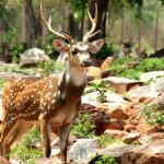 An image of a tiger in Bhadra Wildlife Sanctuary, one of the wildlife sanctuaries in North India.