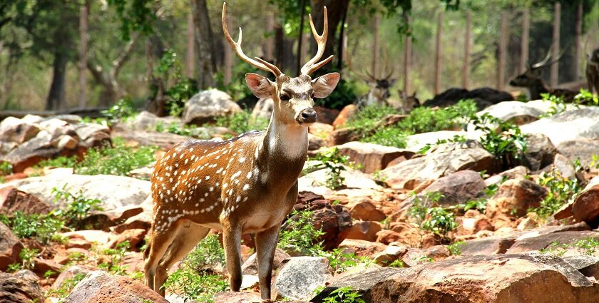 An image of a tiger in Bhadra Wildlife Sanctuary, one of the wildlife sanctuaries in North India.