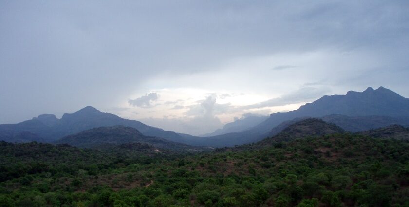 An image of the Chinnar Wildlife Sanctuary, a famous wildlife sanctuary to visit in South India.