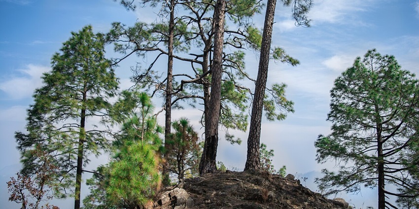 Spot rare species in Binsar Sanctuary which is one of the things to do in Almora.