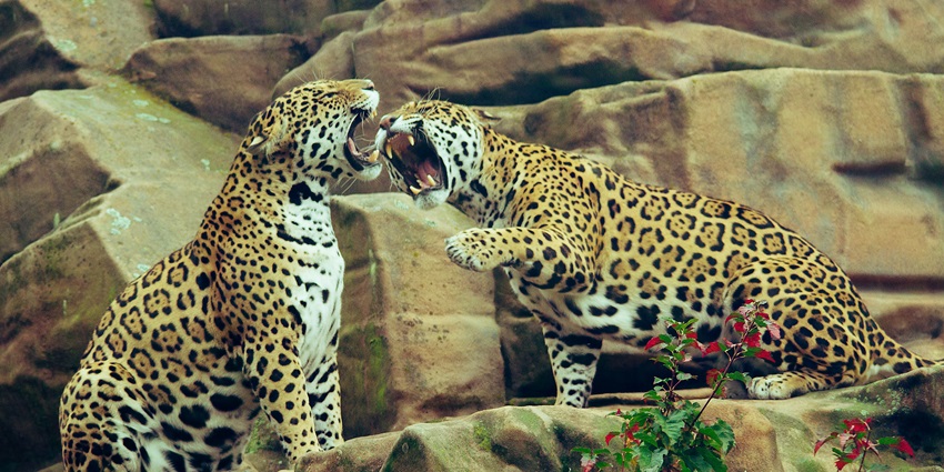Spot different kinds of wildlife during your visit to Madidi National Park, Bolivia.