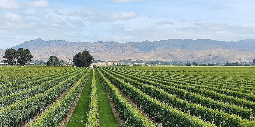 An image of a vineyard in North Zealand, Denmark, offering a romantic wine-tasting experience.