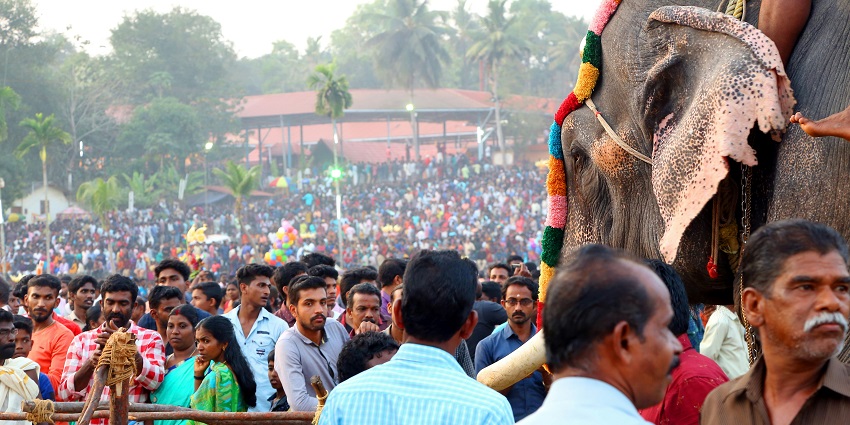 A close-up of decorated elephant during Jaipur’s Elephant Festival.