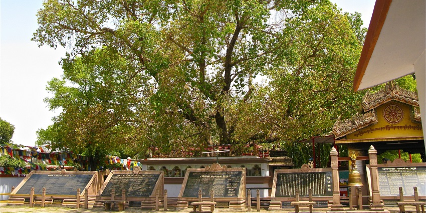 Visiting the famous Majestic Bodhi Tree is one of the significant things to do in Sarnath for history lovers.
