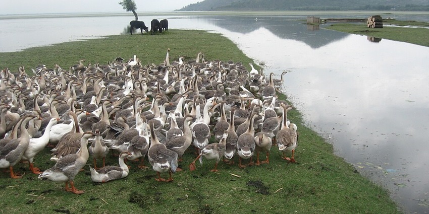 Wular Lake with a herd of geese, multiple cows grazing and wooden logs piled on the grass.