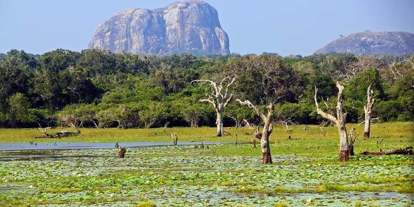 A garden at Yala National Park, a place to visit as mentioned in the Sir Lanka travel guide.