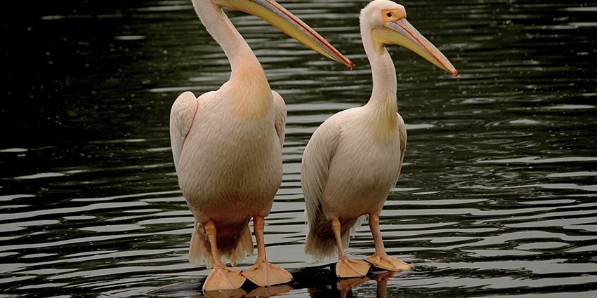 A scenic view of one of the lakes in Delhi, home to a variety of wildlife.