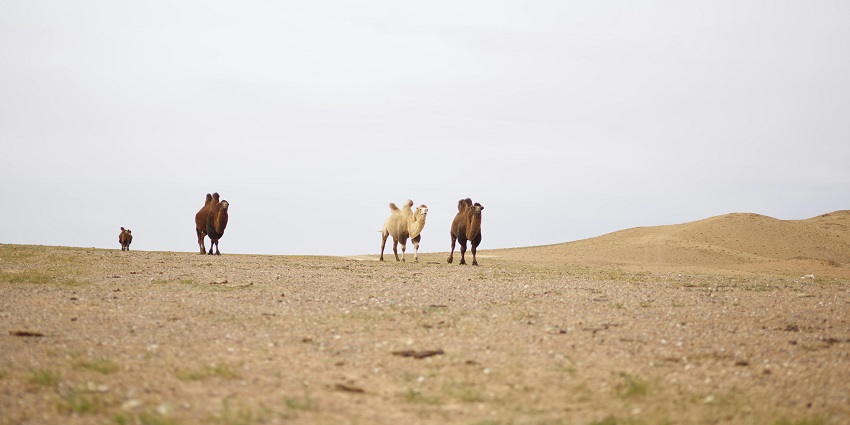 The Yangguang and Yumen Pass render an amazing experience,