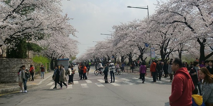 An image of a seasonal event with cherry blossoms in full bloom along the Han River.