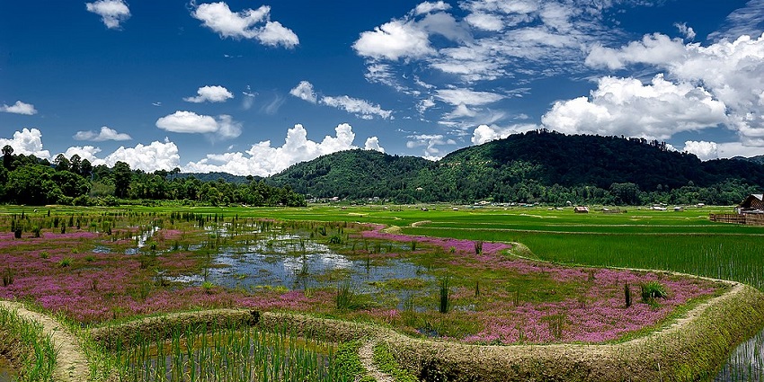 An image of green paddy during summer season in Ziro Valley in Arunachal Pradesh.