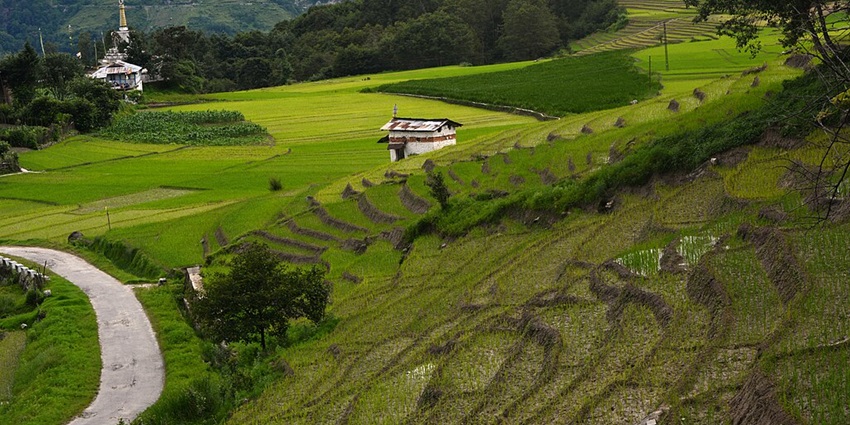 An image of a stunning landscape of Ziro Valley with rice fields and pine forests.
