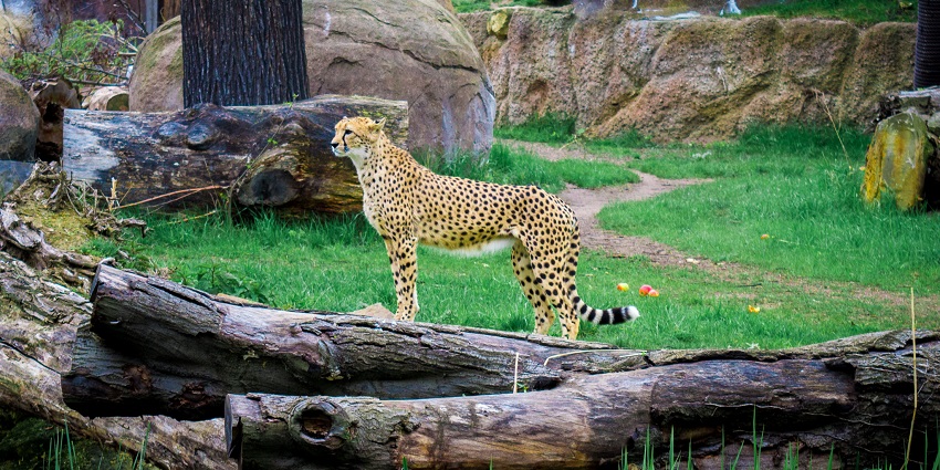 An image of a leopard in the Zoo Leipzig, one of the famous places in Switzerland.