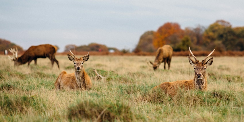 Richmond Park in London is home to a variety of wildlife, including deer