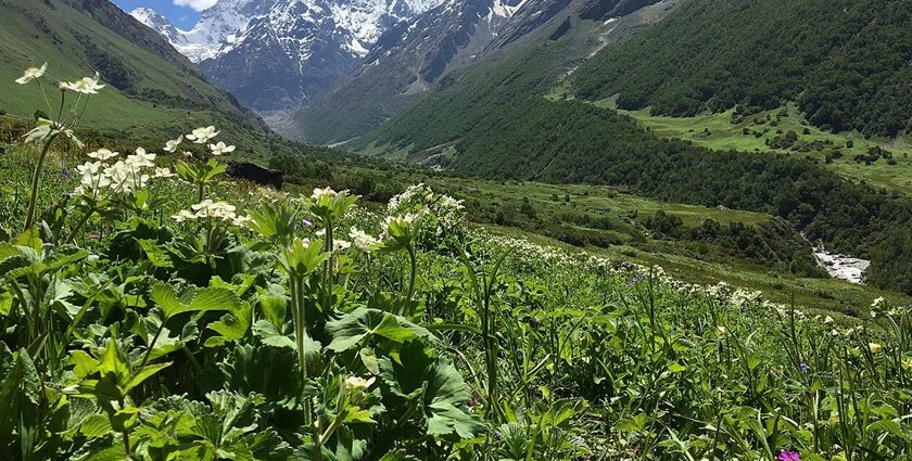 Green valley - one of the places to visit for a honeymoon in December in India.