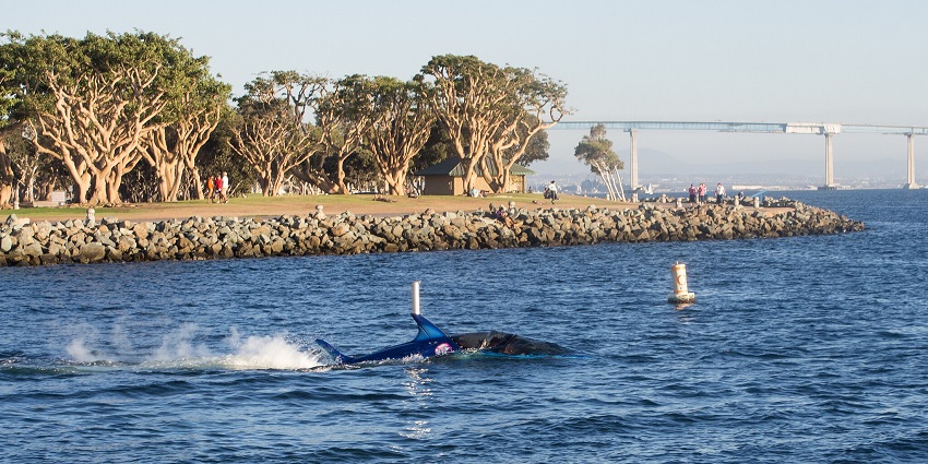 A jet boat glides through the water, mimicking a real predator in an exciting ride