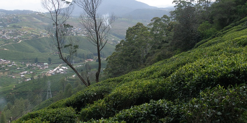 A scenic tour of tea plantations, one of the most popular things to do in Nuwara Eliya.