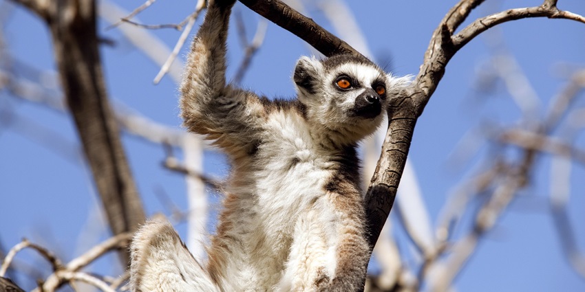 Image of a lemur in Lemurs Park, a famous tourist destination in Madagascar.