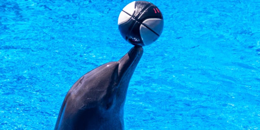 Dubai Dolphinarium features dolphin shows and interactive marine life experiences.