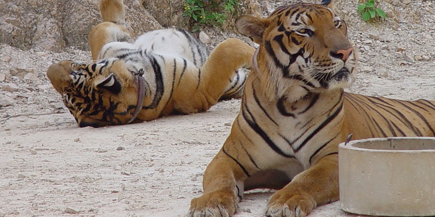 Majestic tigers relaxing at Tiger Park Phuket, offering a thrilling wildlife experience.