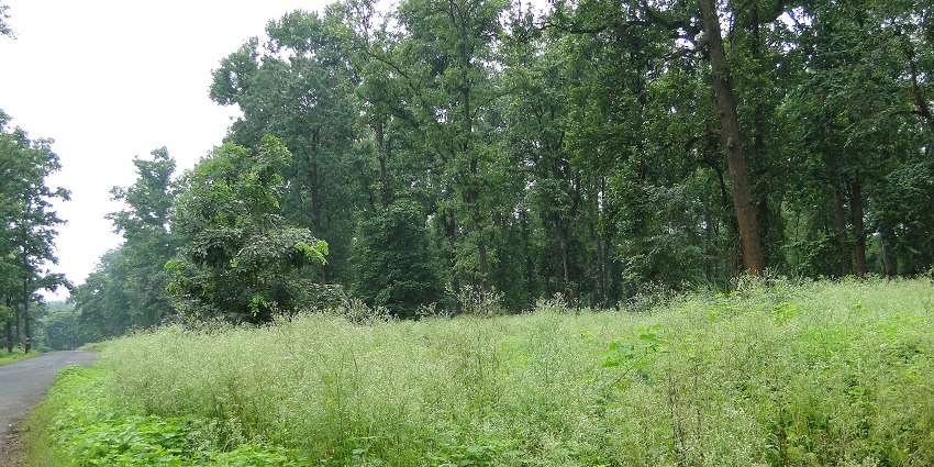 Achanakmar Sanctuary, with dense forests is one of the wildlife sanctuaries near Indore
