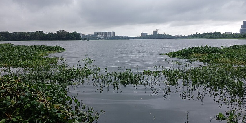 Powai Lake with green grass growing out of the lake and buildings in the background
