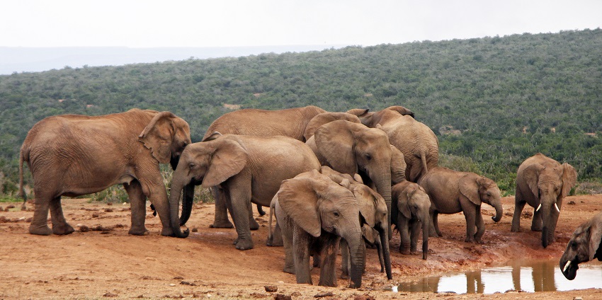 An image of elephants gathering around a small Addo Elephant National Park waterhole.