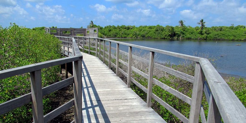 A glimpse of the lush green vegetation and a walking trail of a nature park in Maldives.